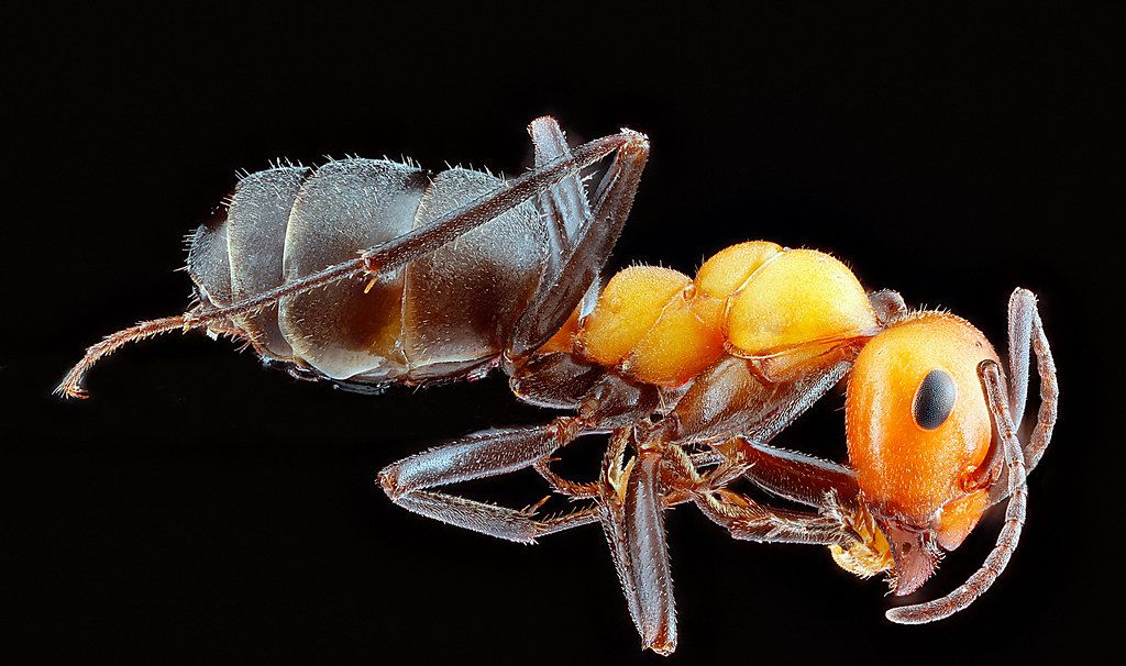 Ant Control service in Greeley, CO