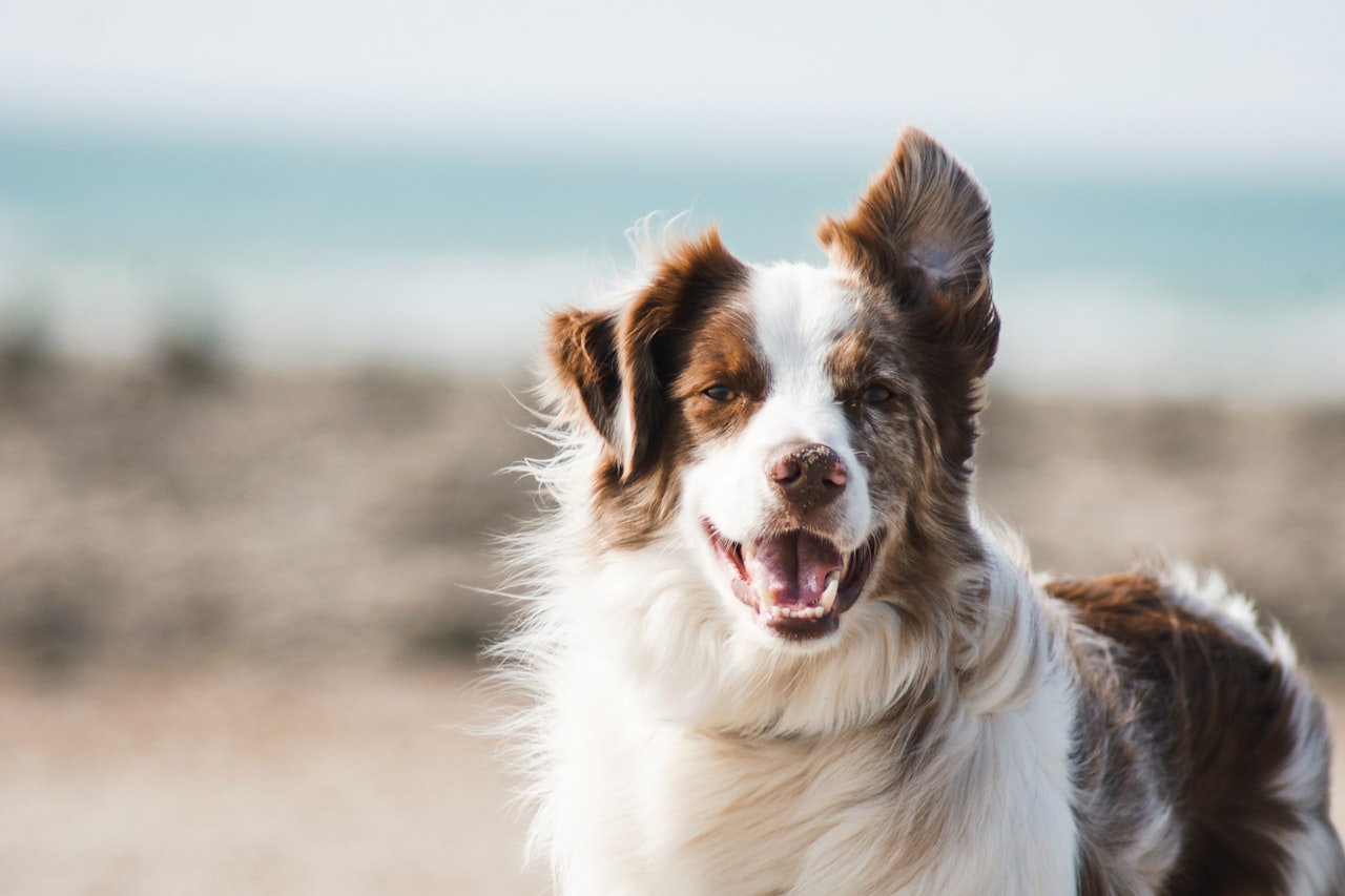 Flea & Tick Control service in Greeley, CO
