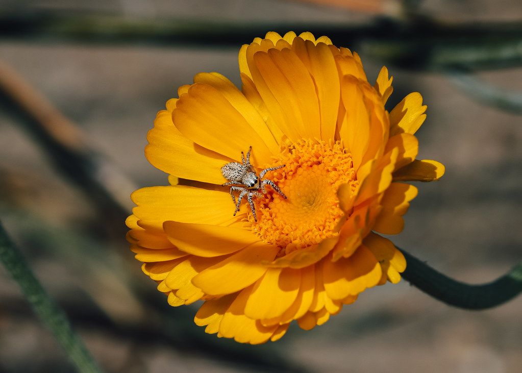 Spider Control service in Greeley, CO